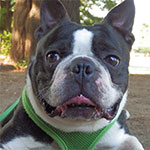 犬のおすすめする「ハーネス(胴輪)」と「リード」