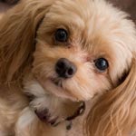 人気のあるミックス犬の種類15選