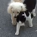 「僕が君の眼になるニャン」目の見えない犬を猫が誘導。