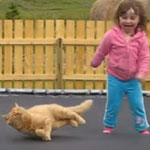 「トランポリン」でなすがままの「猫ちゃん」