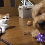 「お前は誰ニャ？何か違うニャ？」毛を切ったトイプ―に疑いの目を向ける猫