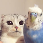 インコが好きすぎる猫ちゃん触ってみたい衝動に