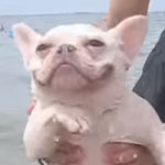 「エア犬かき」がかわいすぎてキュン死