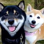 離れてもすぐにくっつく柴犬がかわいすぎる