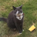 なぜ？「黄色いスポンジ」を持ってくる猫