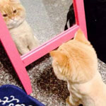 サマーカットに納得のいかない「ワン・ニャン」たち