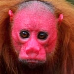 世界の「珍しい変わった」動物ベスト10