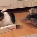 猫の喧嘩！高速猫パンチの応酬！