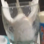必死のインコがかわいすぎることが判明