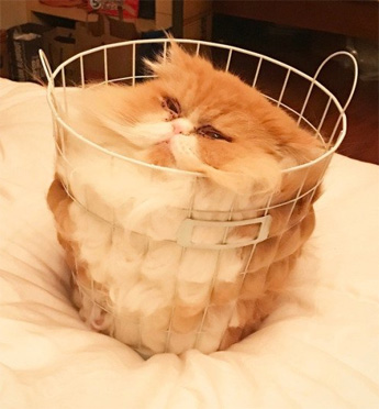 洗濯カゴにスッポリ入った猫さん