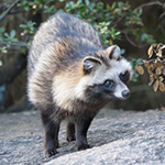 本物の田舎とは